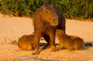 capybara